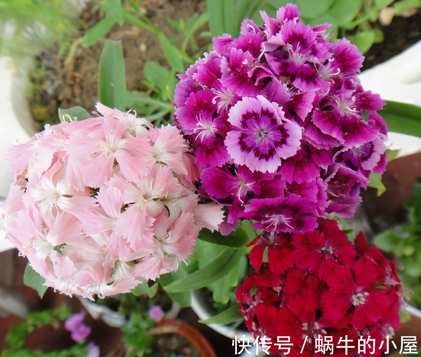 紫薇花|炎热的夏天，4种花不怕暴晒，越晒开花越多花色鲜艳