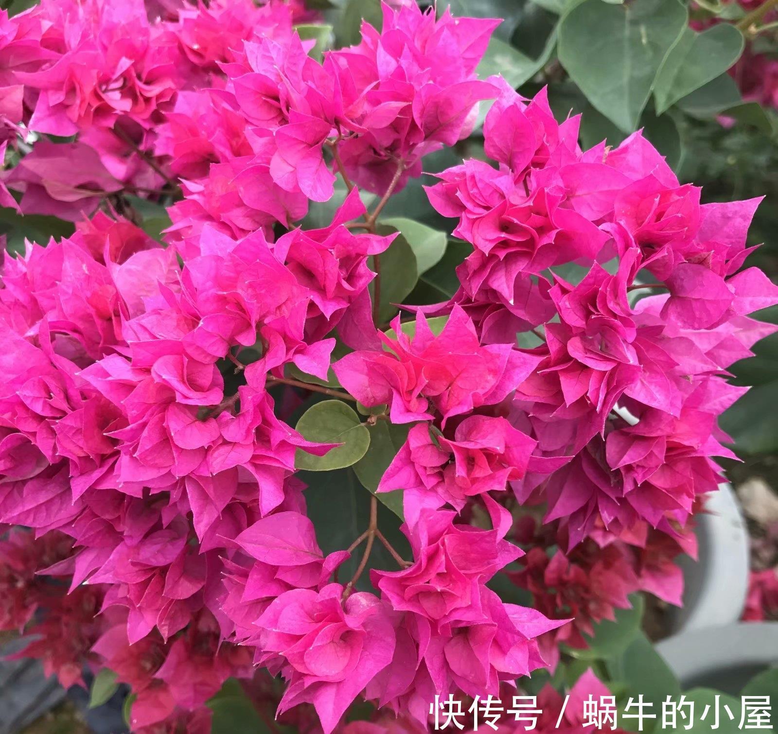 紫薇花|炎热的夏天，4种花不怕暴晒，越晒开花越多花色鲜艳