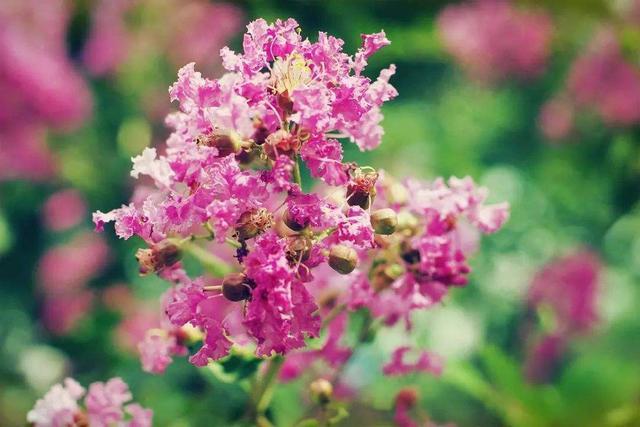 茗腾茶叶|紫薇花的花卉植物之藤本一类